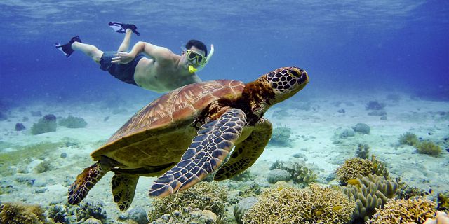Snorkel with turtles 2 hour private boat trip in the north (2)